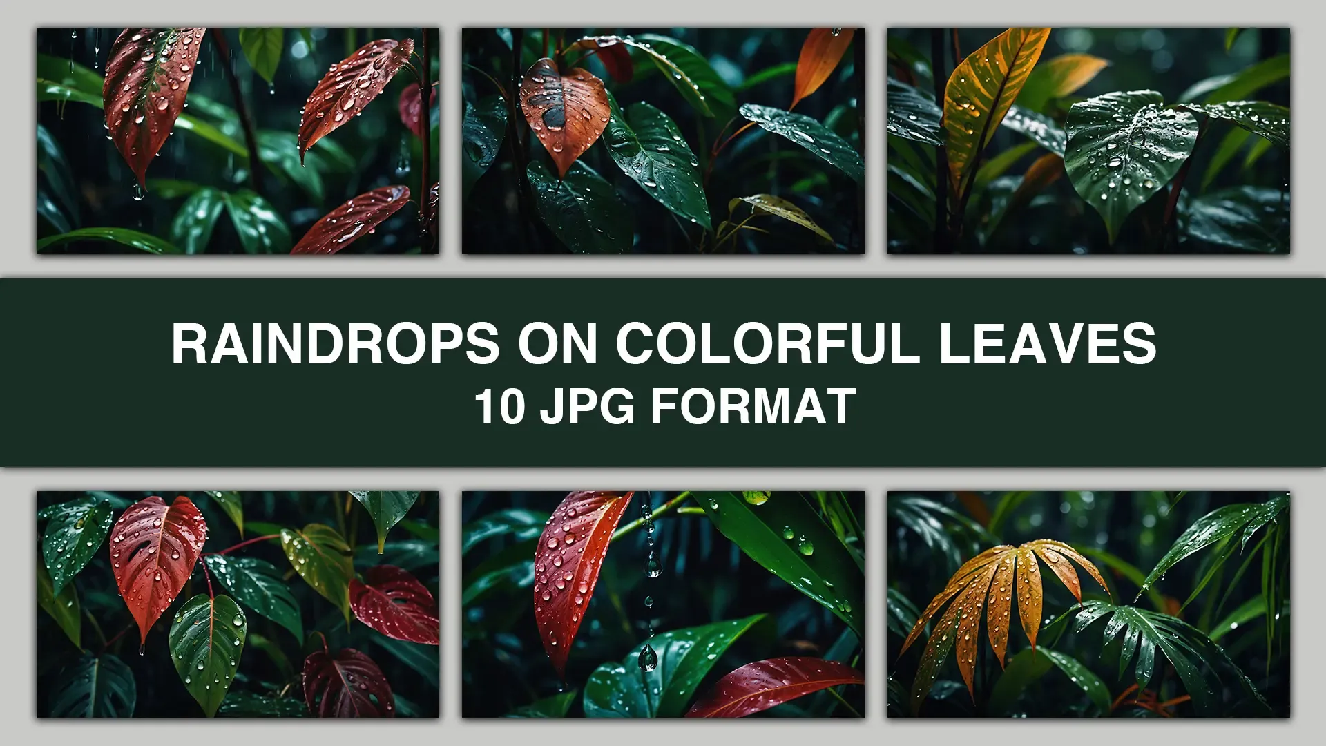 Raindrops on Colorful Leaves High Resolution Image Collection